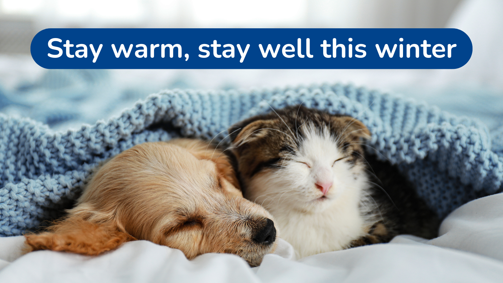 A puppy and a kitten sleep cuddled together under a blue knitted blanket with the text "Stay warm, stay well this winter" above them.